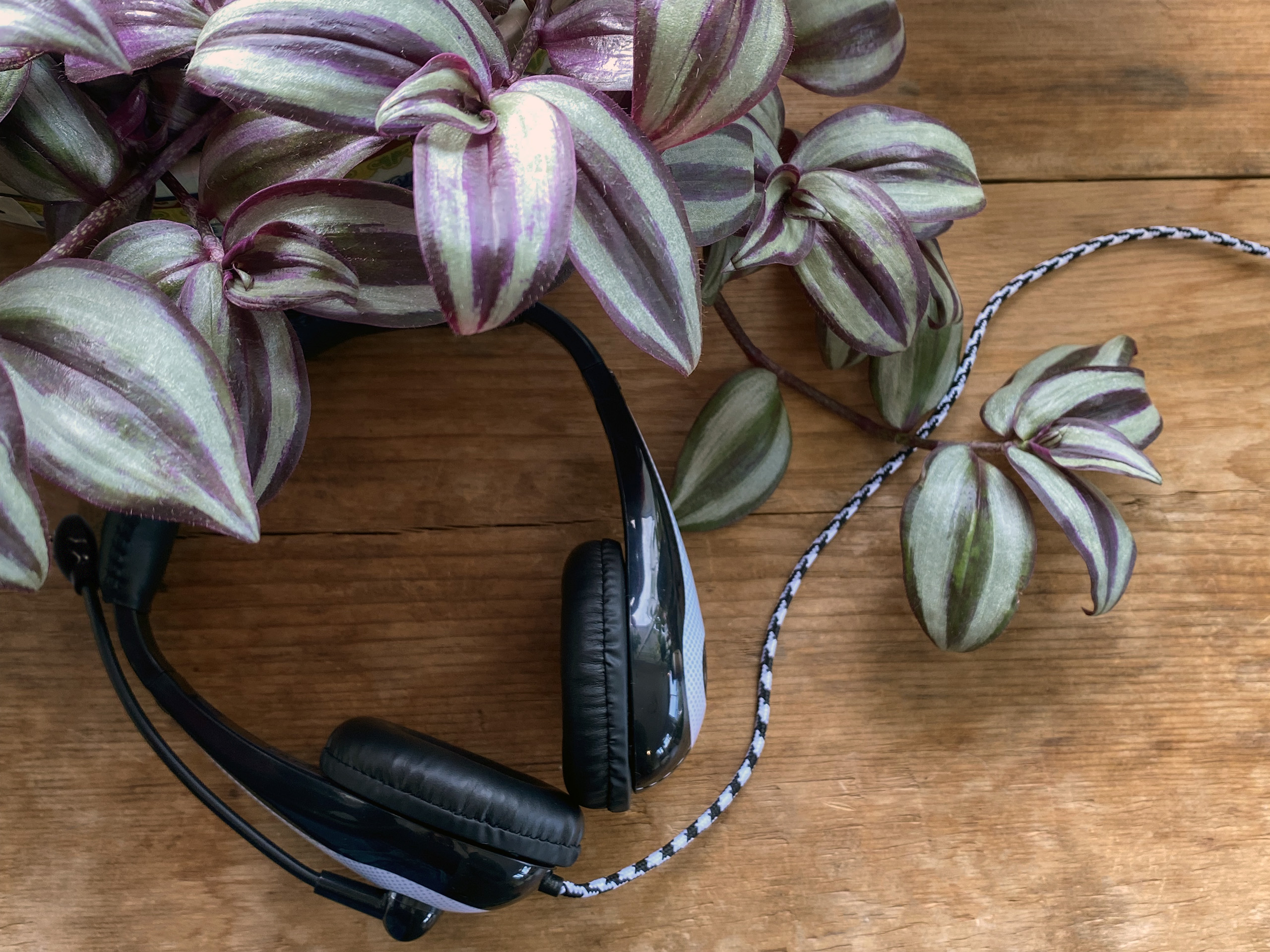 AVID AE-36 headset with plant